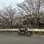今年の桜
